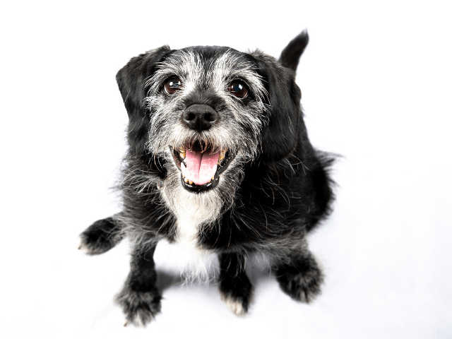 老犬がかわいすぎる瞬間11選!飼い主ならわかるシニア犬あるある