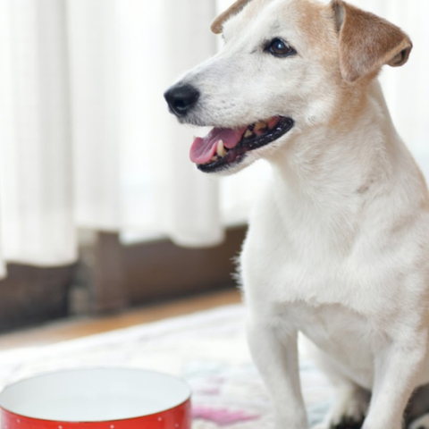 自宅で過ごすシニア犬との時間