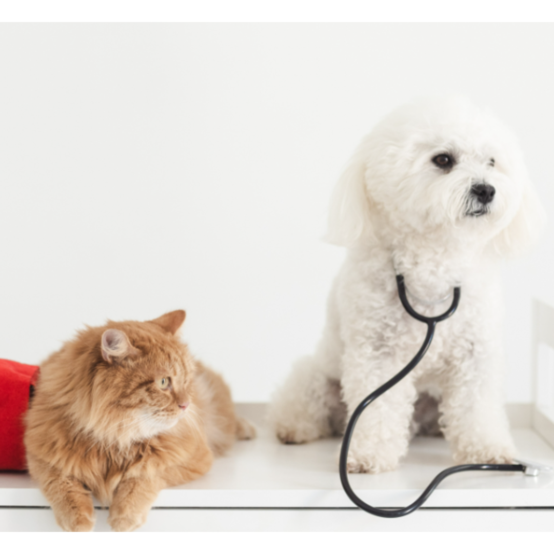 愛犬や愛猫の健康を守るために!動物病院との付き合い方