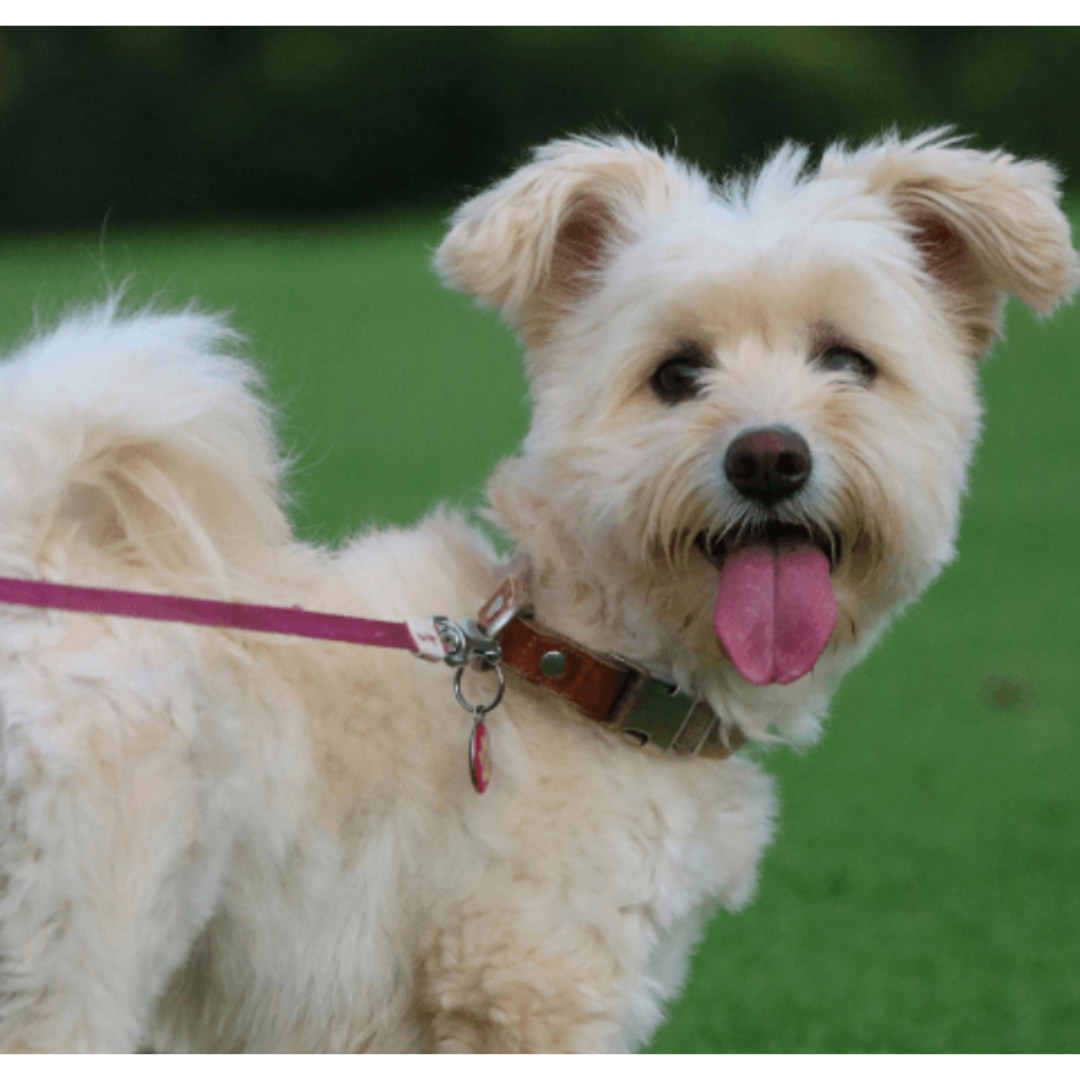 うちの子の”年齢”を感じたら。老犬サロン運営者が伝えるエイジングケアの基本ガイド