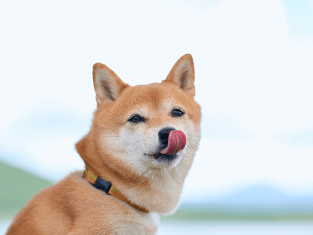 愛犬がシニアになる前に!知っておきたい食事管理の基本とよくあるお悩み