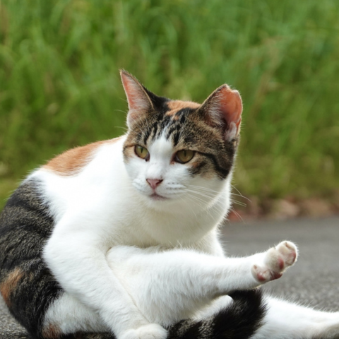 外で生活する桜猫