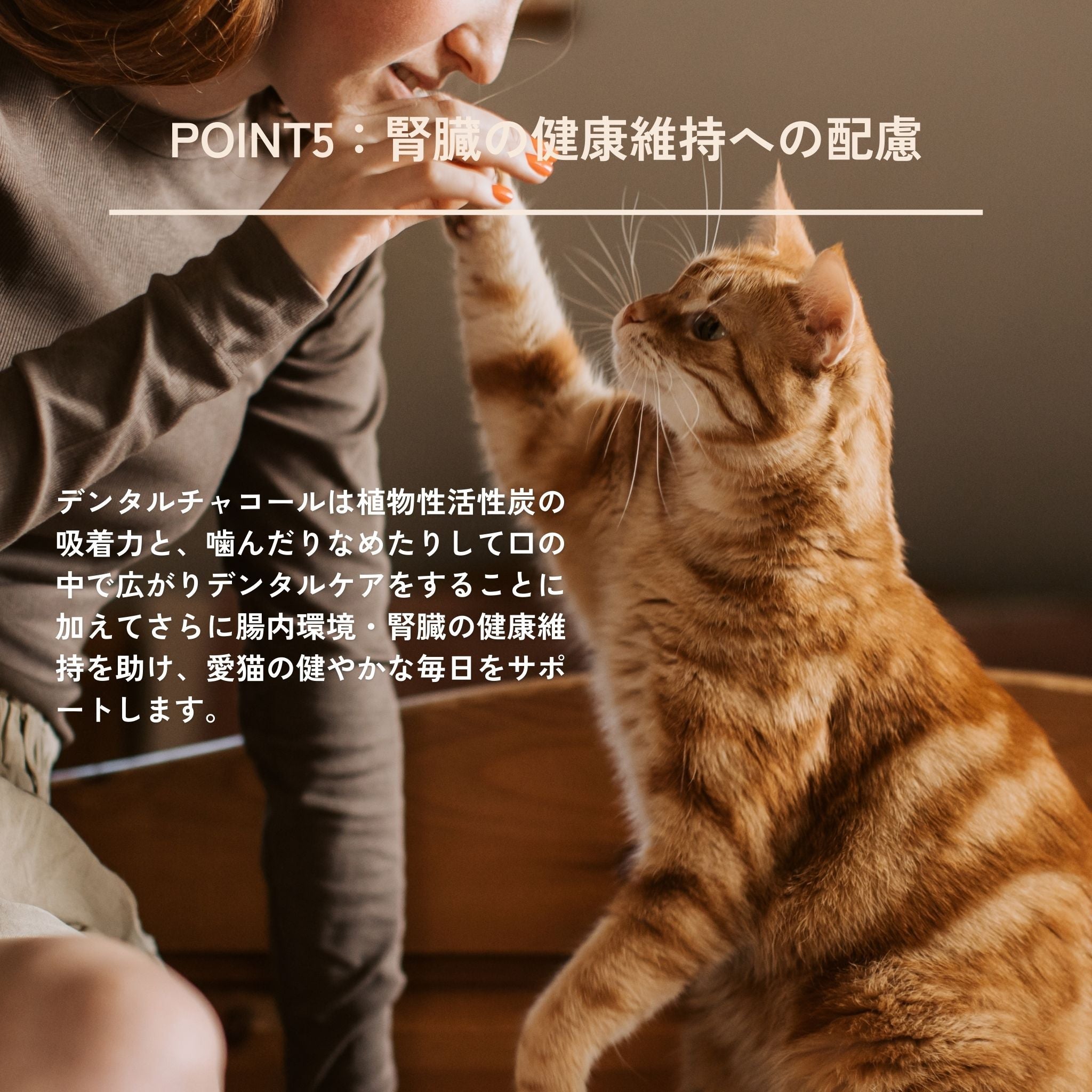 3-pack set Dental Charcoal for cats