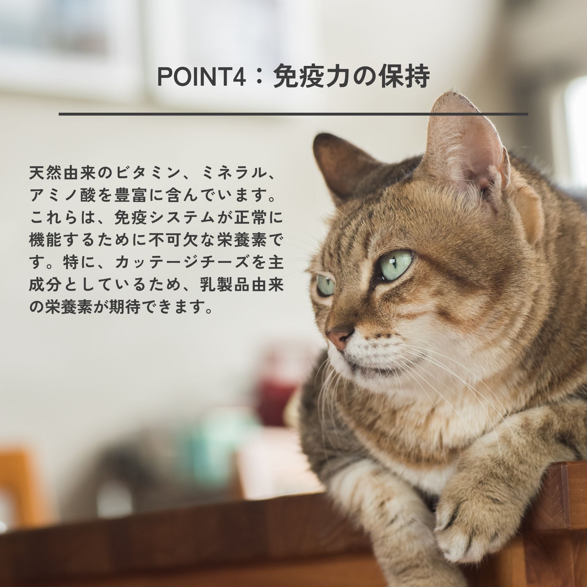 Debut Set Dental Charcoal for cats