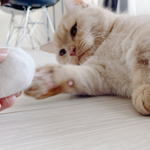 リラックスする猫