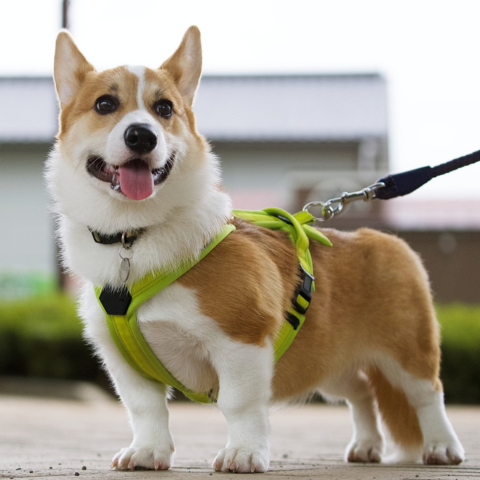 散歩でにっこりコーギー