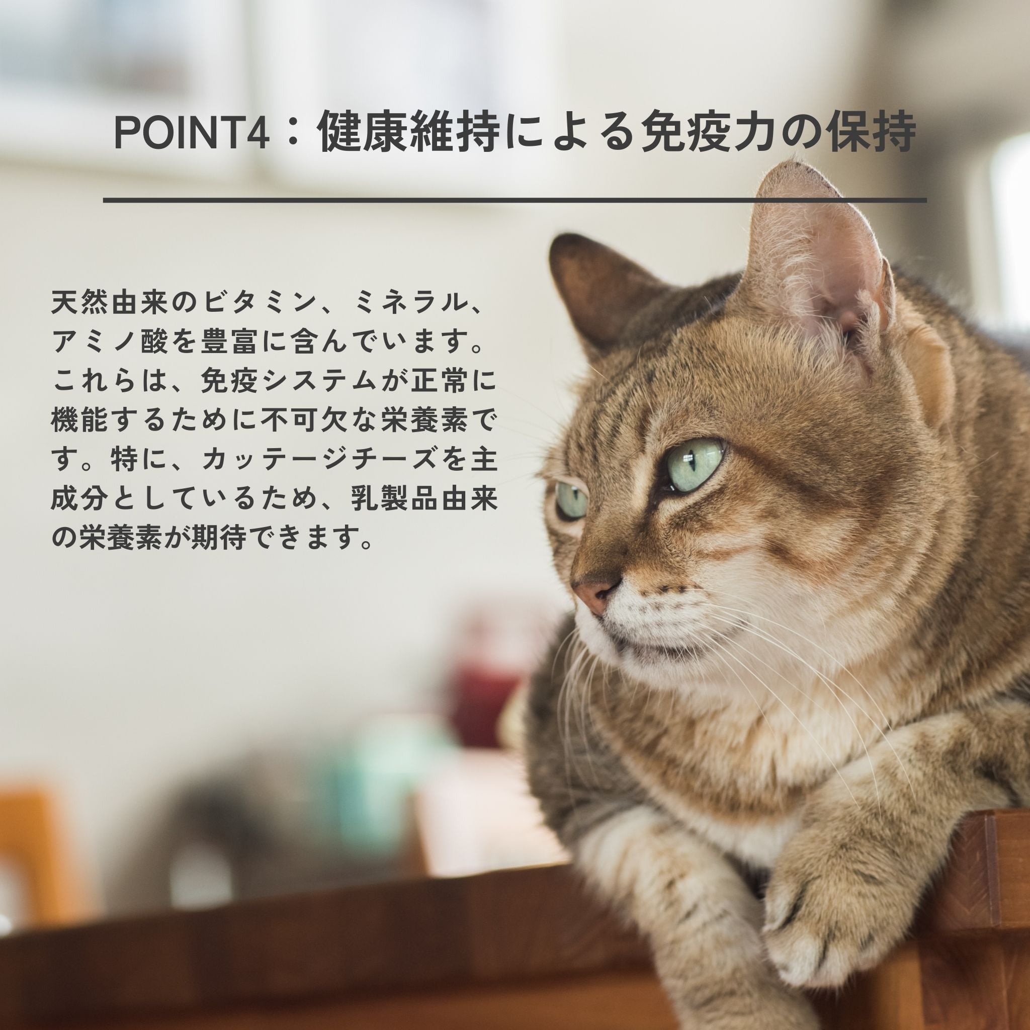 3-pack set Dental Charcoal for cats