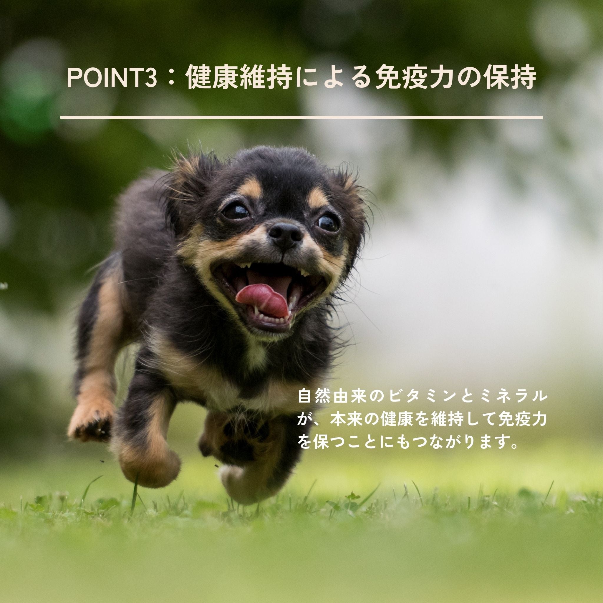 3-pack set Dental Charcoal for dogs