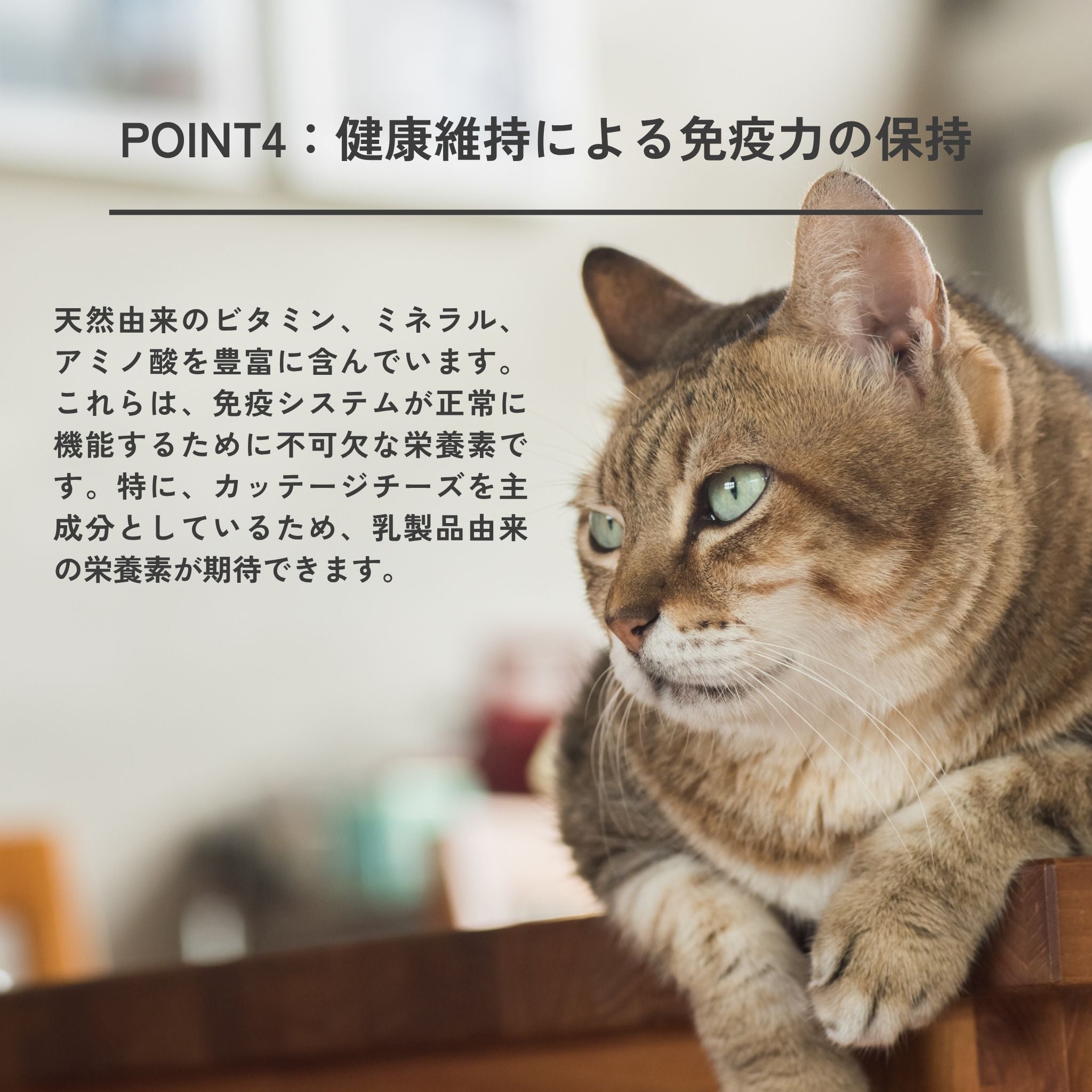 2-pack set Dental Charcoal for cats