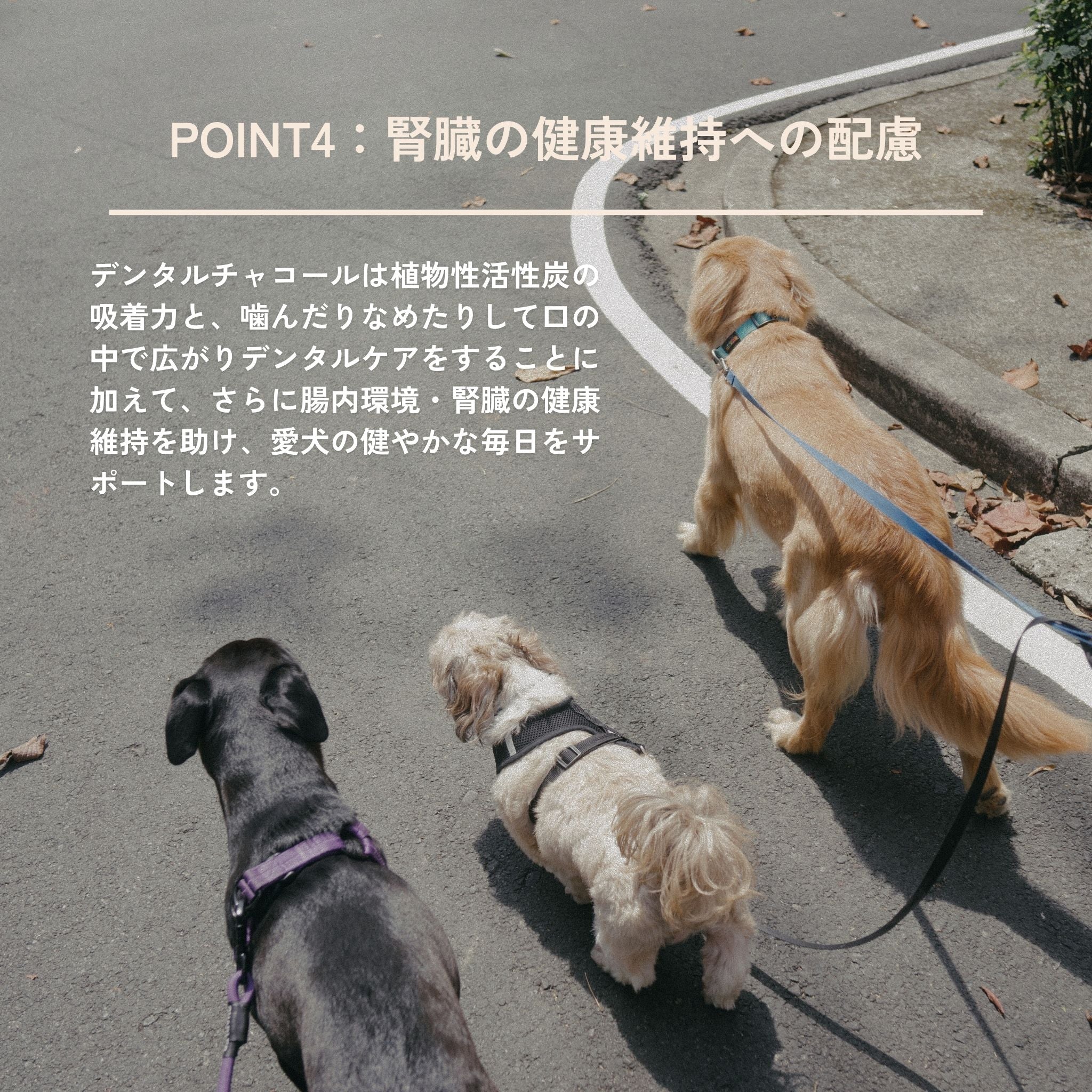 Dental Charcoal for dogs