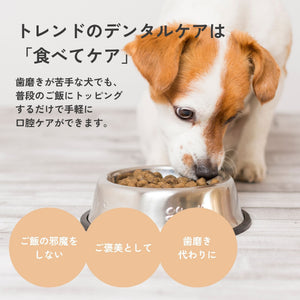 ドッグフードが入った器から食べる犬