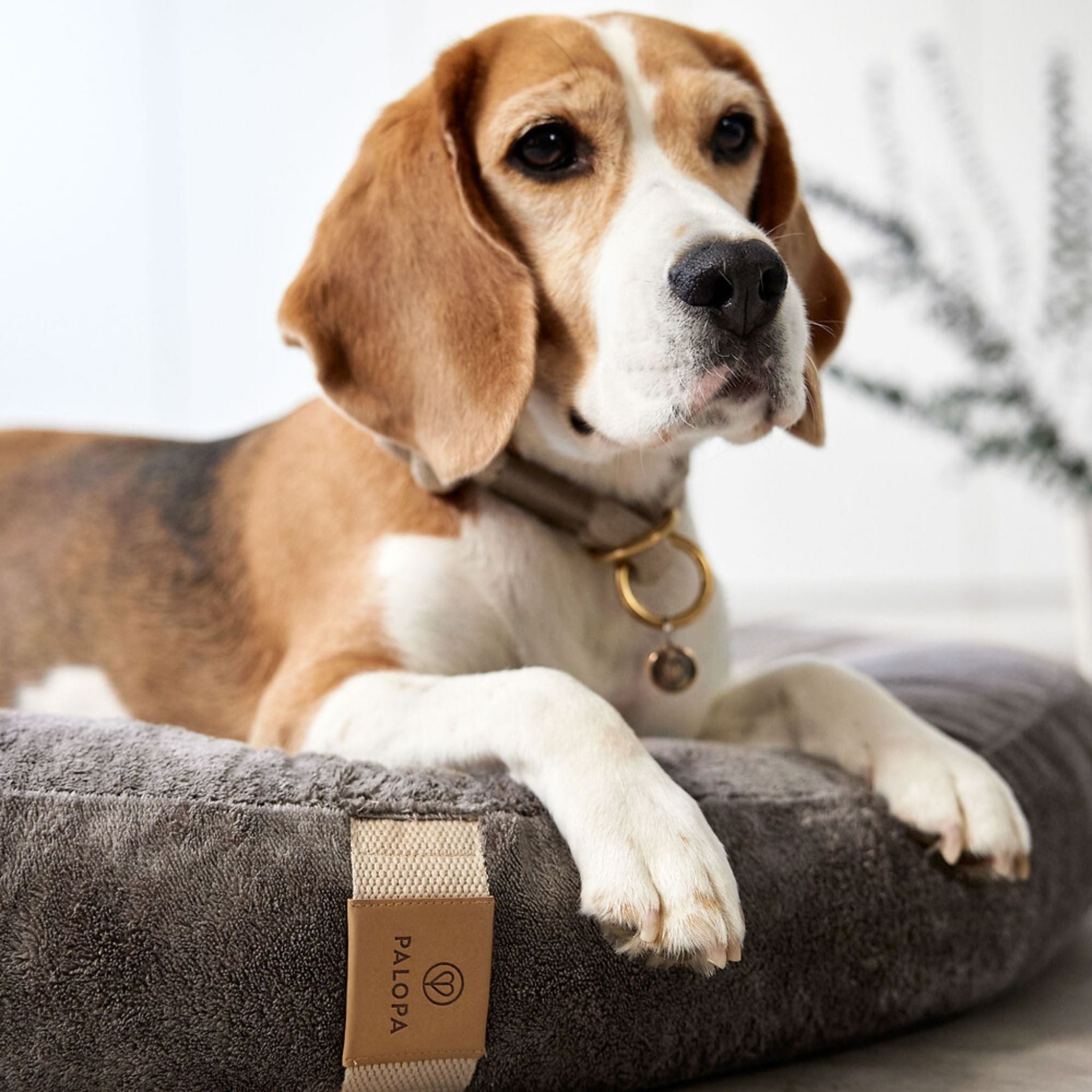 Dog Bed Donut