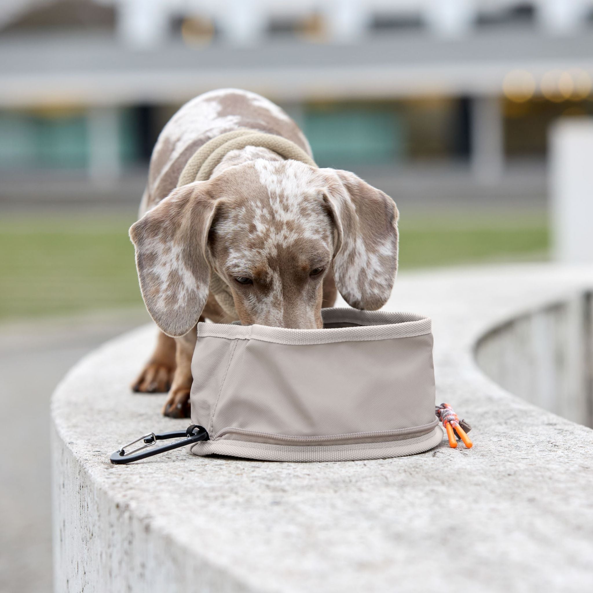 Dog Bowl To Go Tura