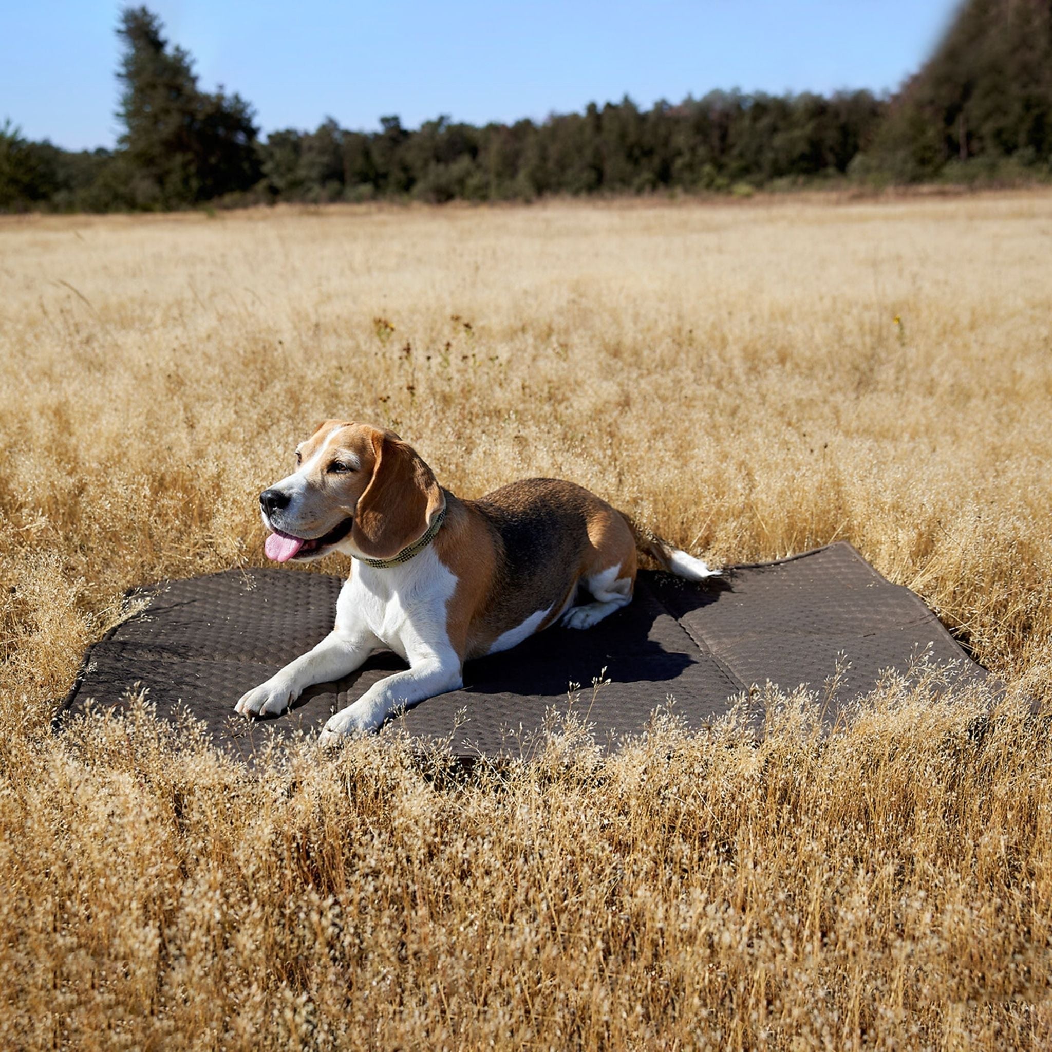 Dog Travel Bag Nobo