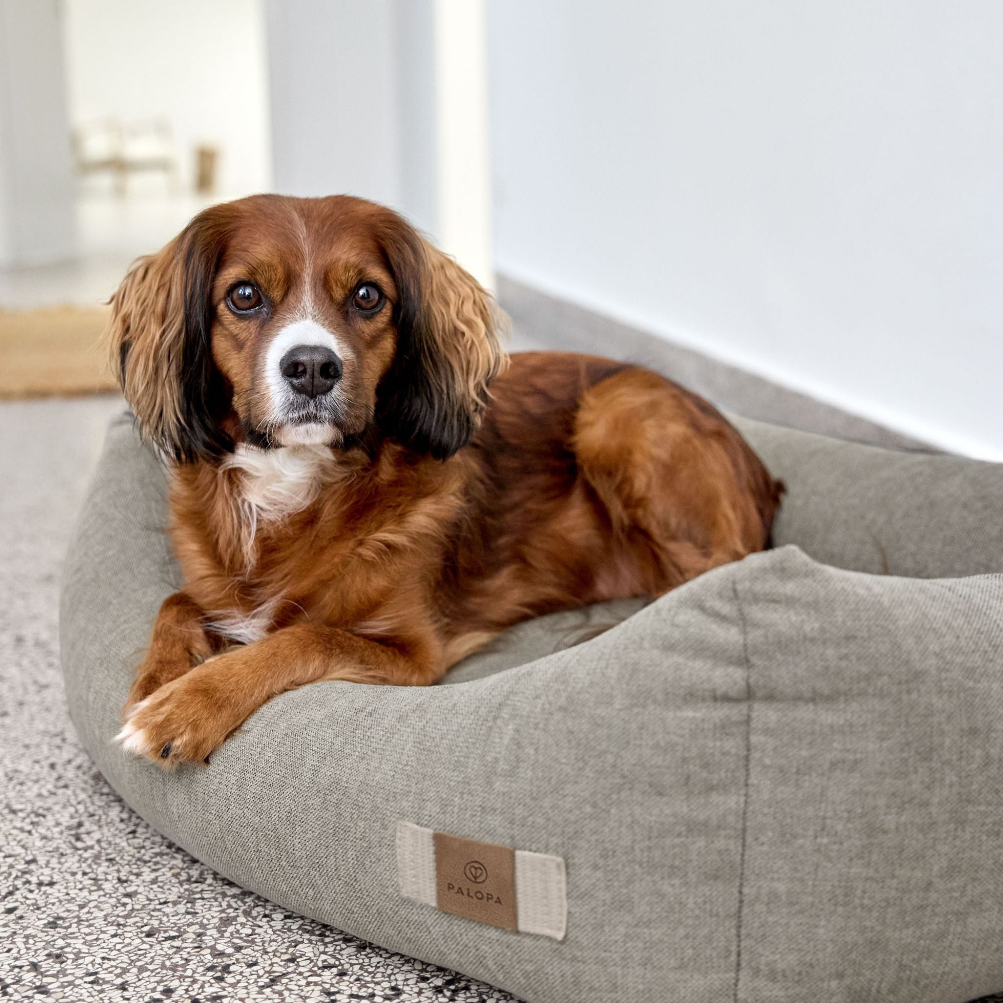 【NEW】Dog Bed Cotton
