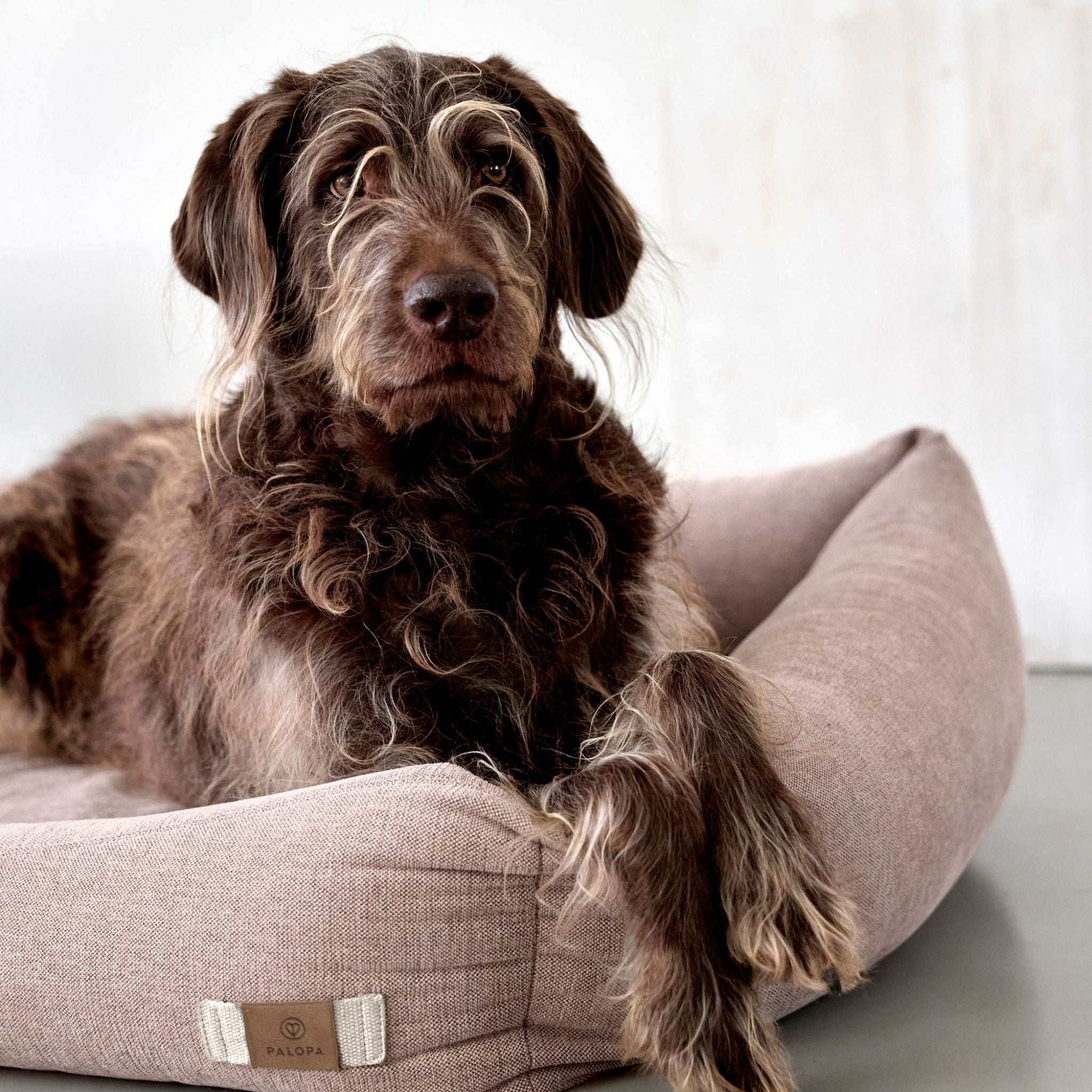 【NEW】Dog Bed Cotton