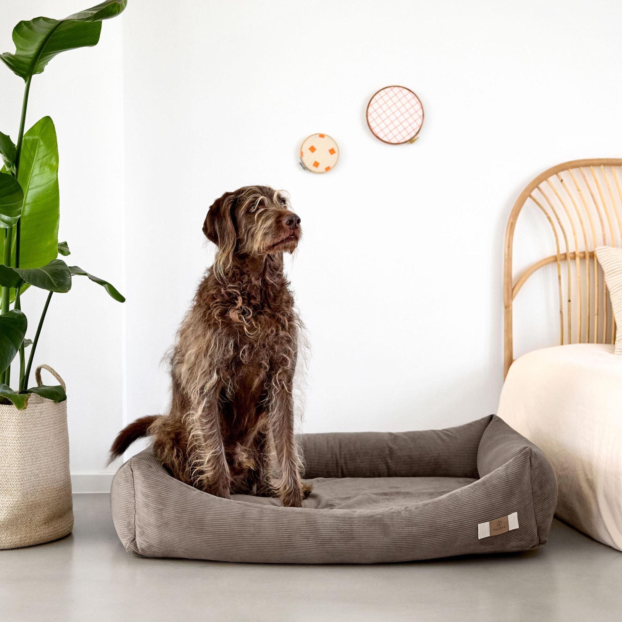 【NEW】Dog Bed Cotton