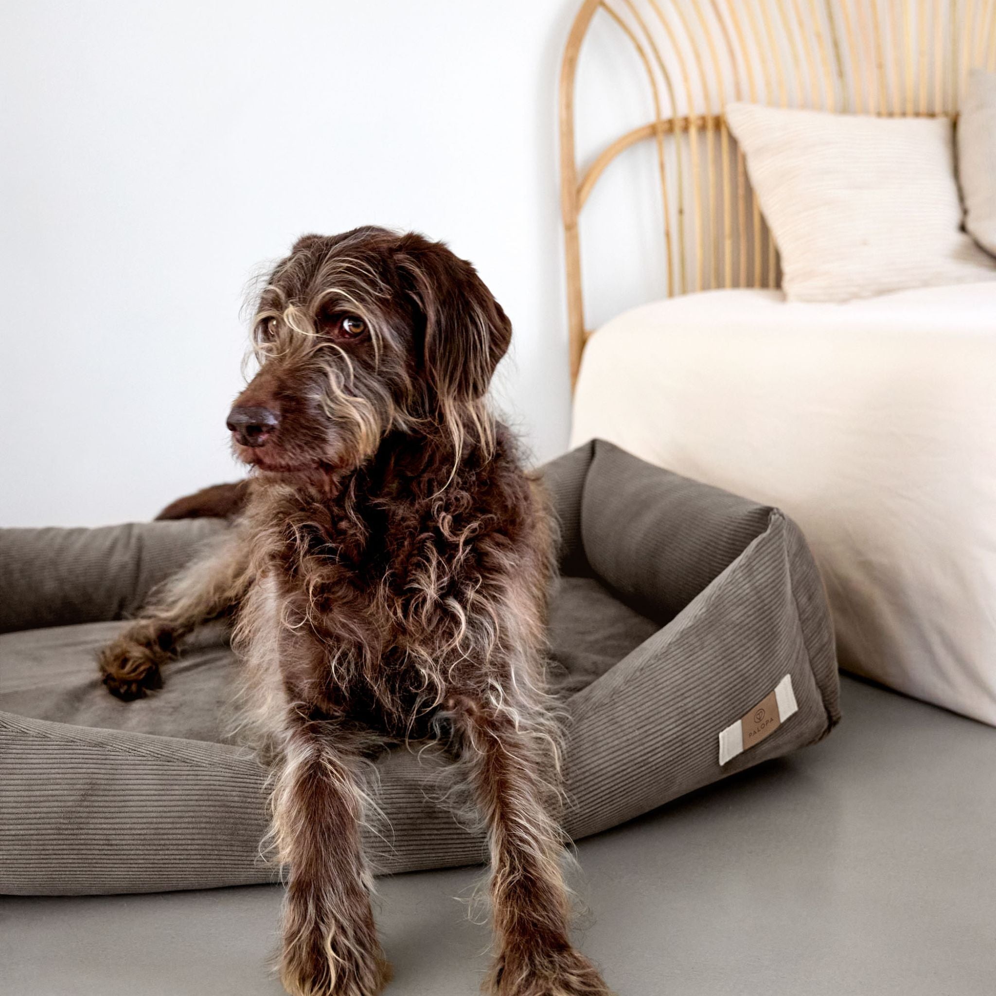 【NEW】Dog Bed Cotton