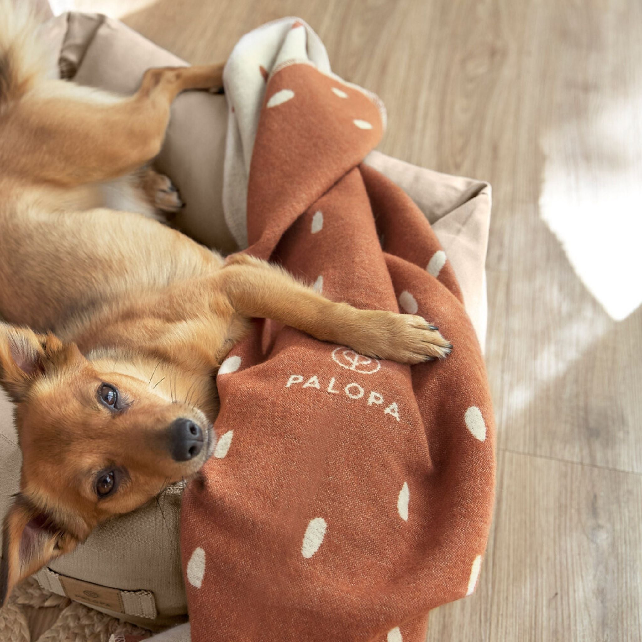 Dog Blanket Ida