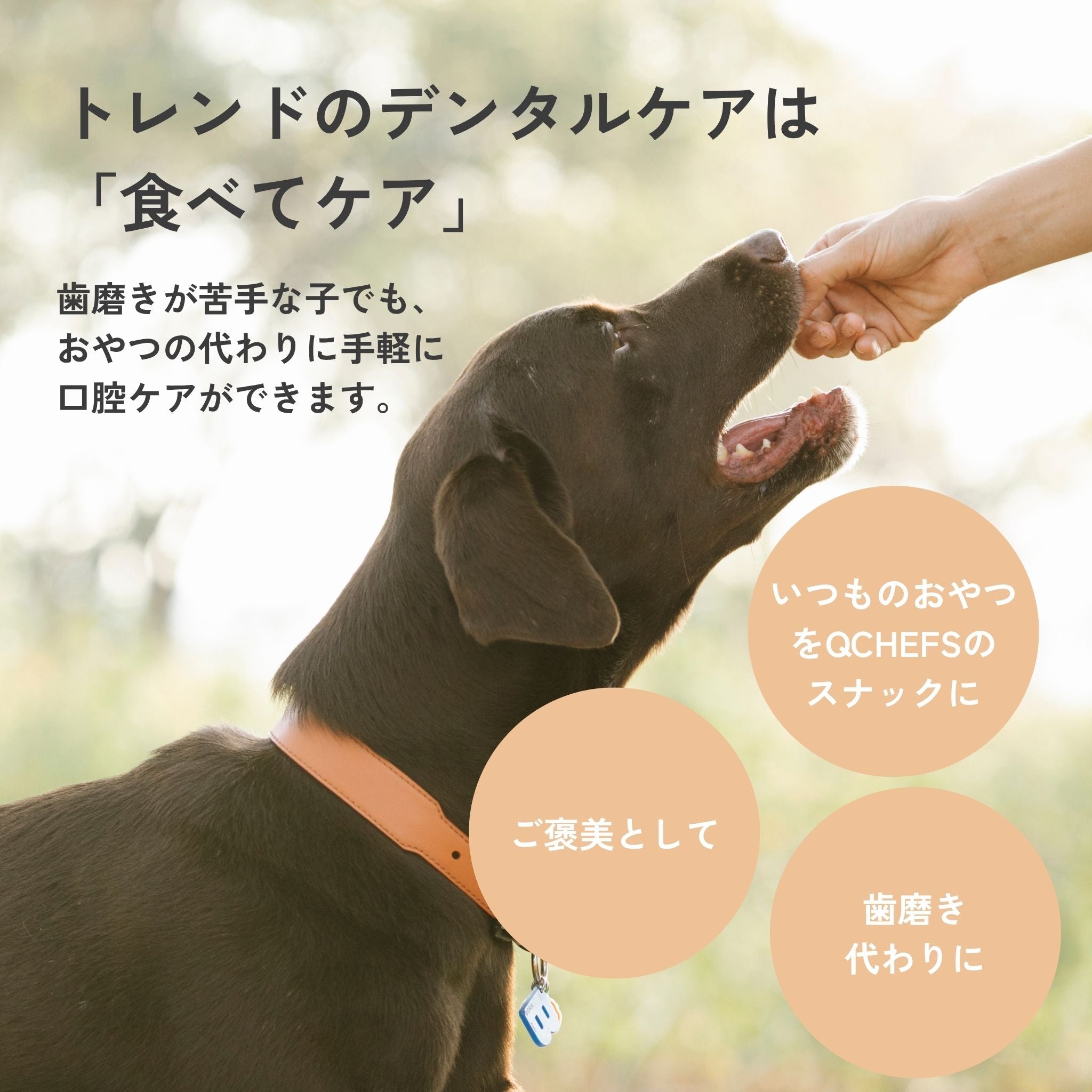 Mminis for dogs