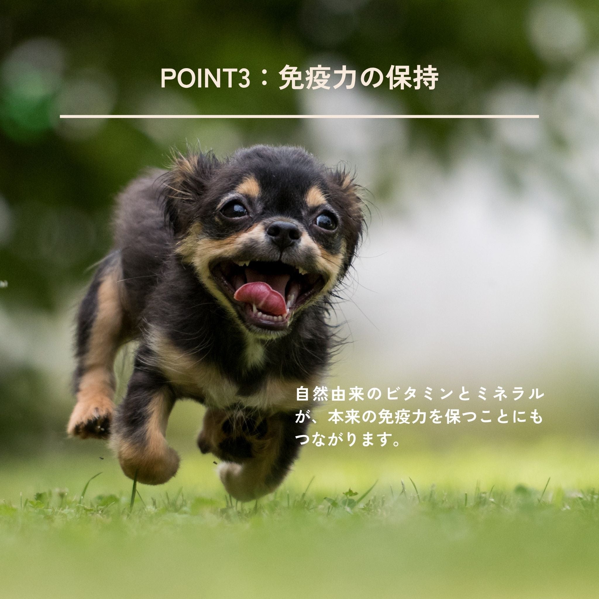 Mminis for dogs