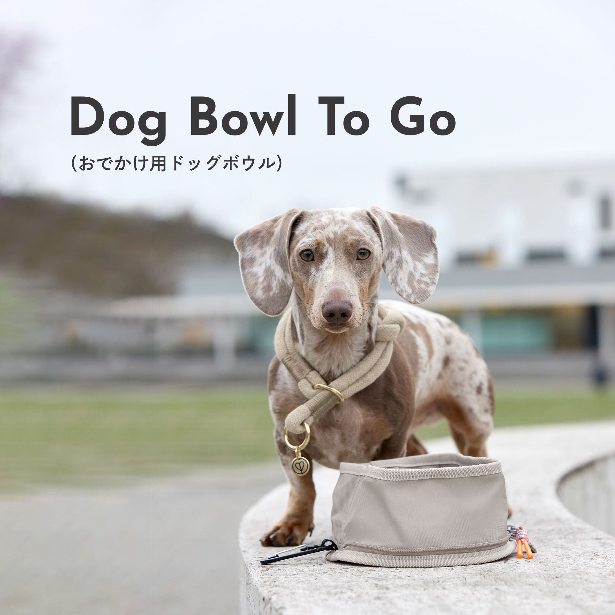 Dog Bowl To Go Tura