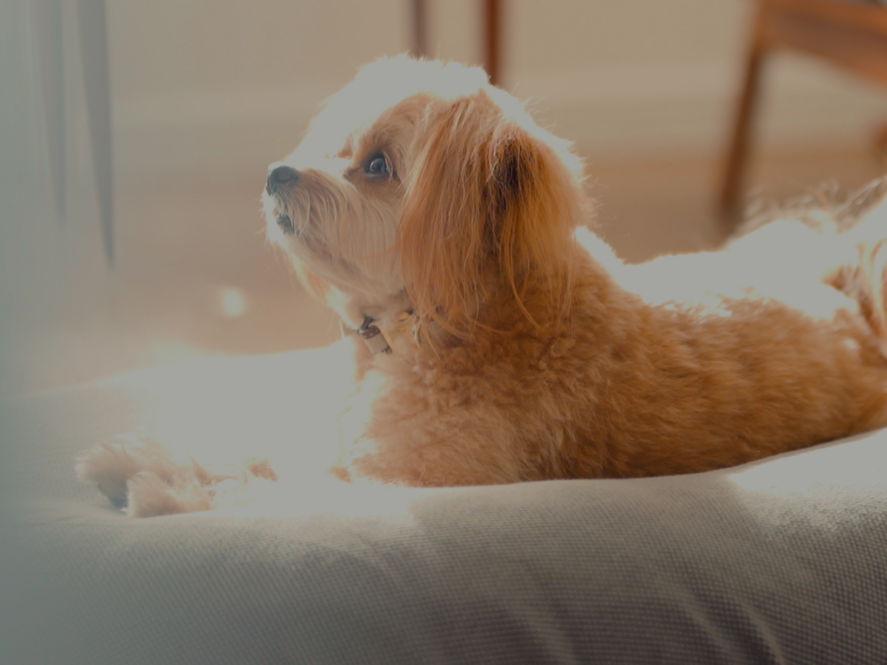 クッションでくつろぐ愛犬のレイ