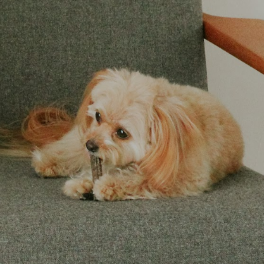 QCHEFSをかじる愛犬のレイ